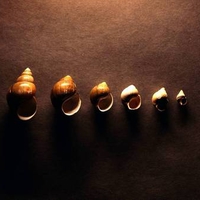 Shell Line Up