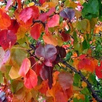 Colorful Leaves