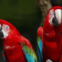 Macaws