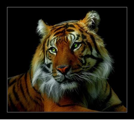 Tiger - animal, bengal tiger, cats