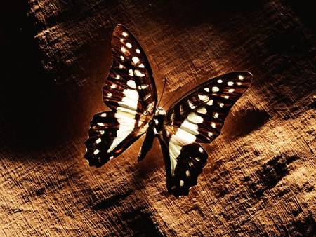 Spotted Butterfly - white, brown cloth, spotted butterfly, black