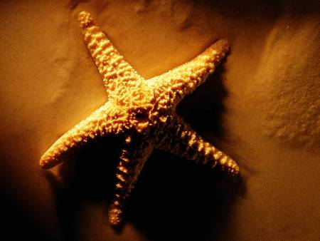 starfish - starfish, beach, ocean