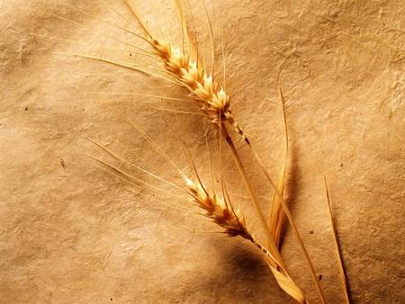 Wheat - wheat, sandy background