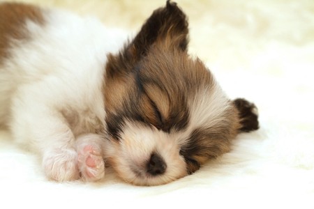 Sleeping PUPPY - sleep, puppy, dog, animal, wallpaper