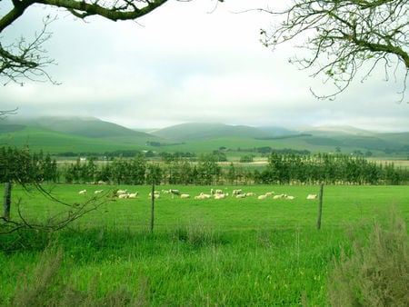 Greener pastures - sheep, fields, green, mountains