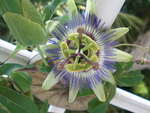 passion flower