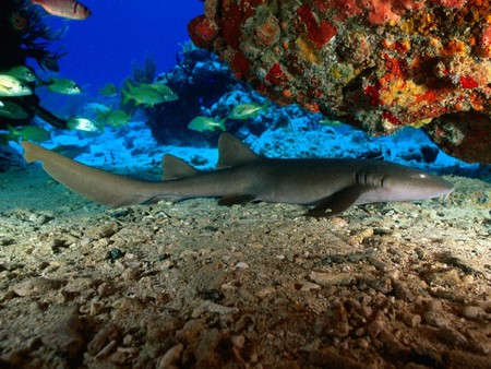 ocean shark - fish, coral, nurseshark