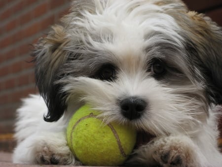 puppy - cute, puppy, ball