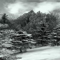 Snow in Canadian Field