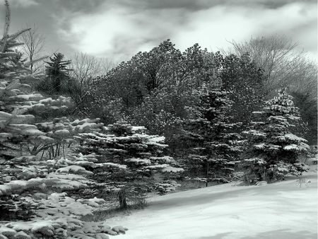 Snow in Canadian Field - snow, field, canadian