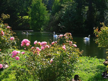 	Swan family - family, swan