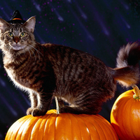 HALLOWEEN CAT