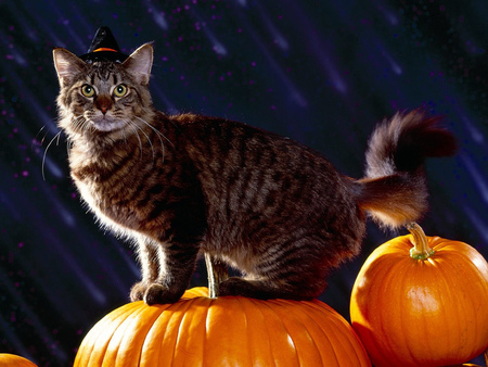 HALLOWEEN CAT - halloween, pumpkin, evening, cat, beautiful, holiday, night, happy