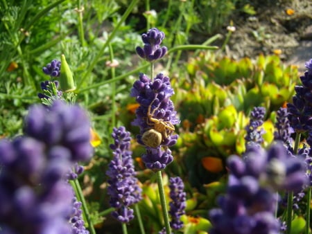 spider on lavender - spider, lavender, animal world, garden