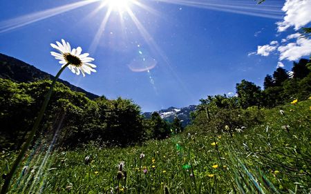 Buen-Lunes - daisy, grass