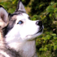 Husky