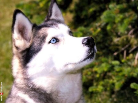 Husky - puppies, dogs