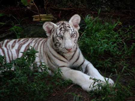 White tiger cub - tigers, animals