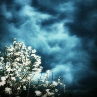 	My Blooming Pear Tree Under A Stormy Spring Sky