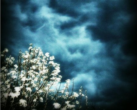 	My Blooming Pear Tree Under A Stormy Spring Sky - stormy, blooming, sky, pear, spring, tree