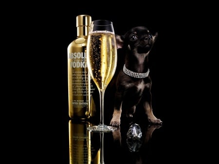 Absolute Vodka Advertising - dog, vodka