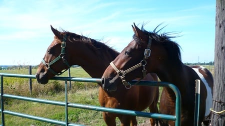 Horses at the Gate - horses, farm, rural, widescreen, washington, country