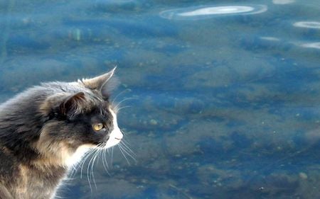 There must be some kind of way out of here - cat, sea, way