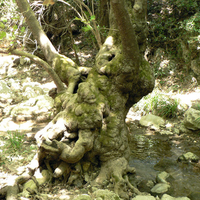 Old Tree Forest