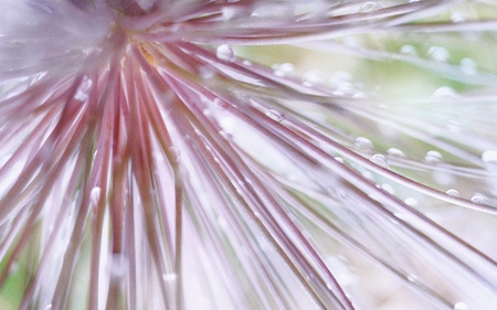 Inside The Flower - flowers, nature