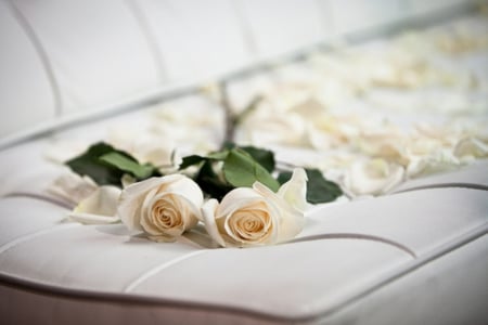 Purity of an embrace - roses, white, purity, soft, embrace, lovely, petals