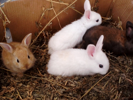 Bunnies - Bunnies, Pet, Bunny, Rabbits