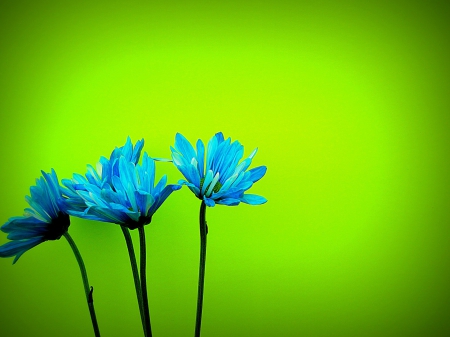 Blue Daisies On Green Background! - green, flowers, daisies, blue