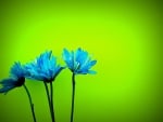 Blue Daisies On Green Background!