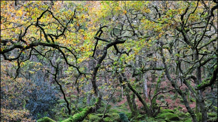 fantastic magical twisted forest - autumn, moss, forest, twisted