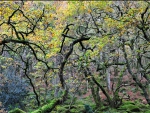 fantastic magical twisted forest