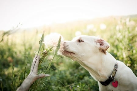 Dog - face, pretty, playful dog, cute, animals, beautiful, sweet, puppy, playful, dogs, puppies, lovely, dog face