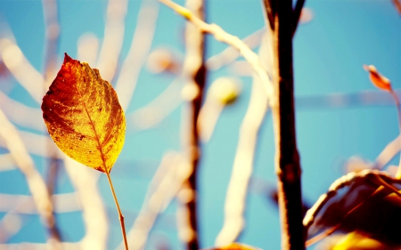 AUTUMN DANCE - stands, nature, leaf, autumn