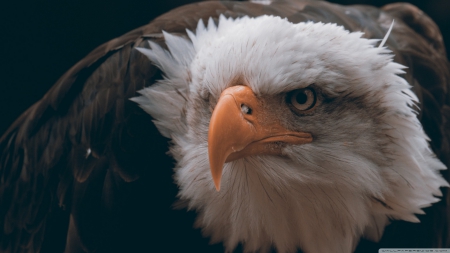 Fierce eagle - close-up, birds, predators, eyes, HD, predatory bird, eagle, nature, animals, wildlife, wild, wallpaper