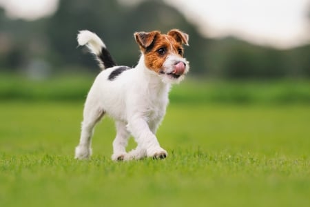 Excited - excited, calm, relax, dog, puppy