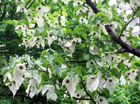 Handkerchief tree - photograpy, white, nature, tree