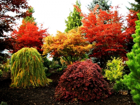 Fall Colors - leaves, autumn, seasonal, trees