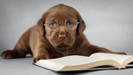 Little Professor - cute, puppy, glasses, animals