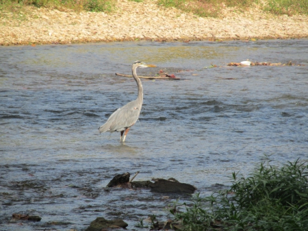 Blue Heron below War Eagle Mill - brds, outdoors, nature, photography