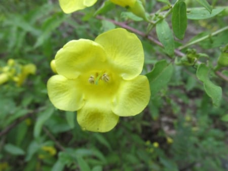 a yellow flower along the way to whitaker point - nature, flowers, outdoors, photography