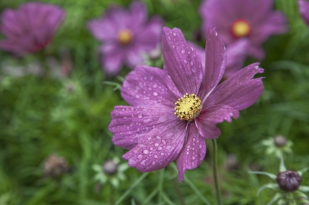 *** COSMOS FLOWERS *** - nature, flowers, flower, cosmos