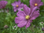 *** COSMOS FLOWERS ***