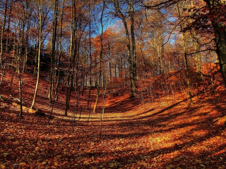 *** AUTUMN *** - fall, trees, nature, autumn