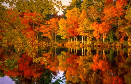 Fall foliage - quiet, silence, forest, reflection, leaves, calmness, shore, red, lake, nice, falling, trees, beautiful, pond, mirrored, lovely, fall, colorful, nature, tranquility, autumn, serenity, foliage