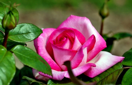 Lovely pink rose - pretty, delicate, summer, beautiful, buds, lovely, petals, pink, leaves, flowers, nature, single, garden, rose, nice