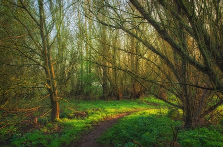 Beautiful Forest - trees, nature, Beautiful, green, forest, sun